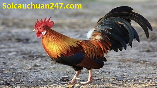 Mơ thấy gà đánh con gì
