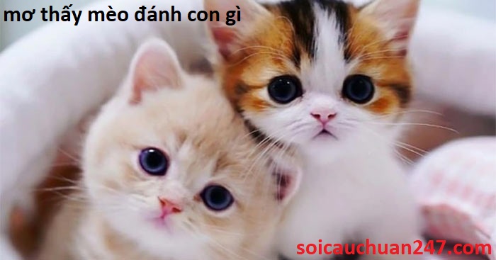 Mơ thấy mèo đánh con gì