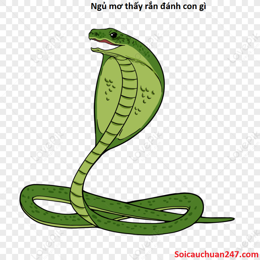 Ngủ mơ thấy rắn đánh con gì